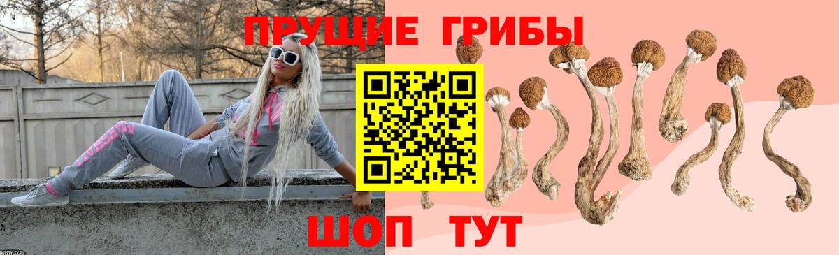 Новошахтинск  закладки  Вход с VPN  Псилоцибиновые грибы ЛСД 